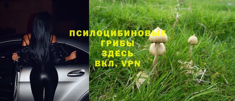 купить наркоту  Каспийск  Галлюциногенные грибы Magic Shrooms 